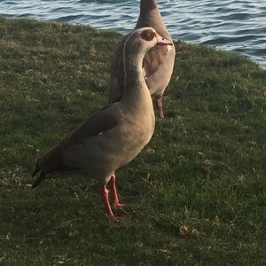 Meet your Posher, Noah